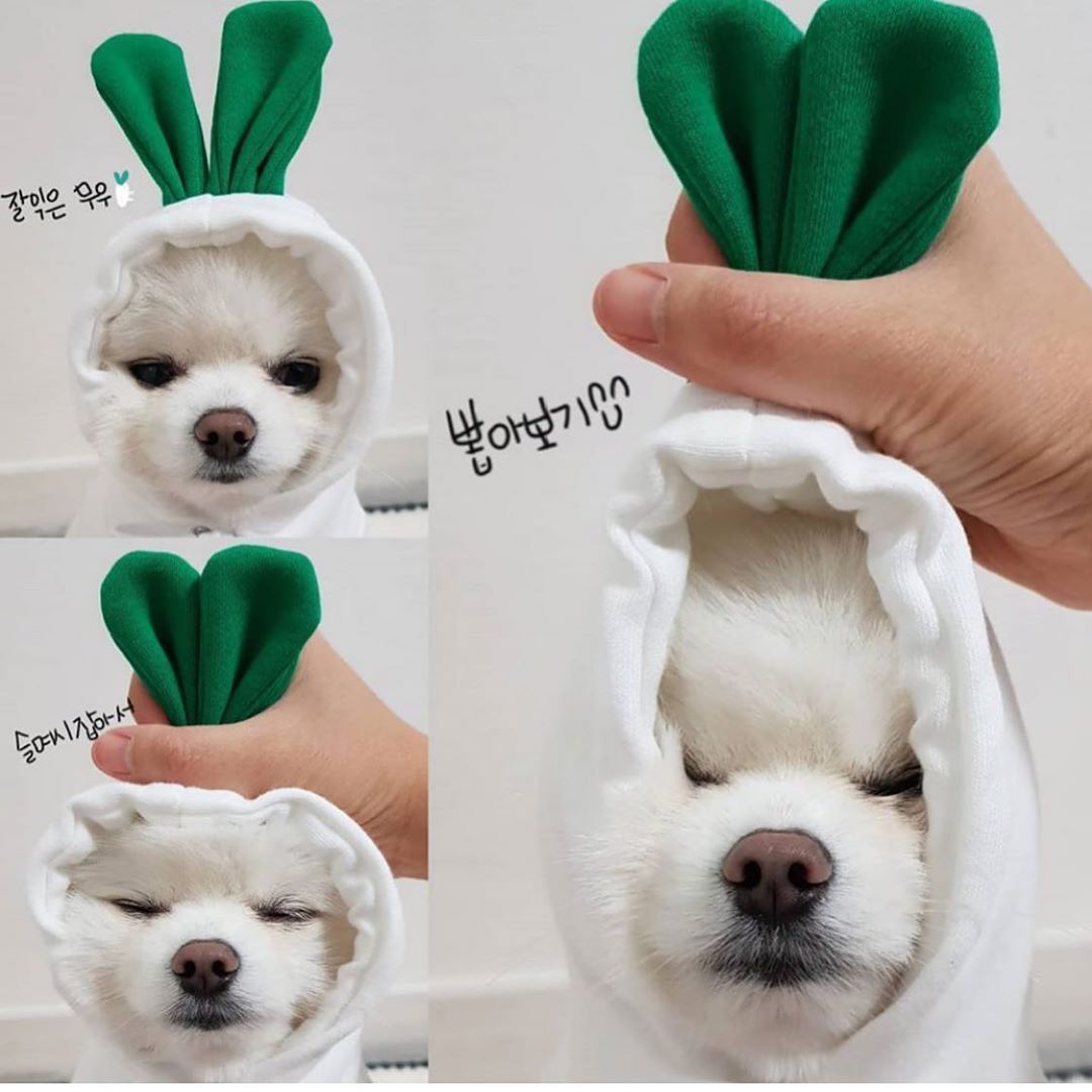 Fruity Fleece Dog Hoodie