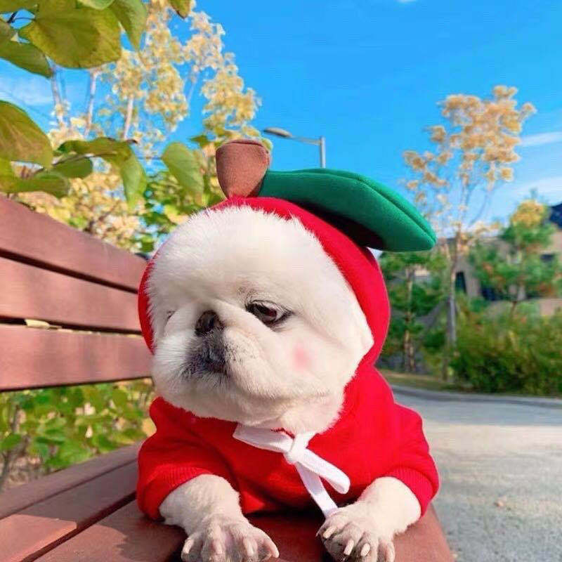 Fruity Fleece Dog Hoodie