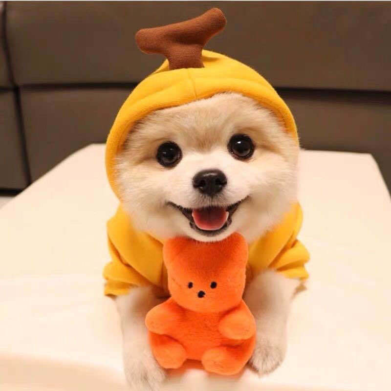 Fruity Fleece Dog Hoodie