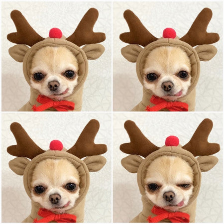 Fruity Fleece Dog Hoodie