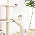 Purrfect Motion Cat Toy